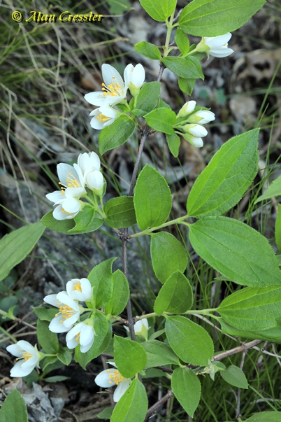 {Philadelphus hirsutus}